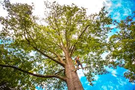 How Our Tree Care Process Works  in  Colby, WI