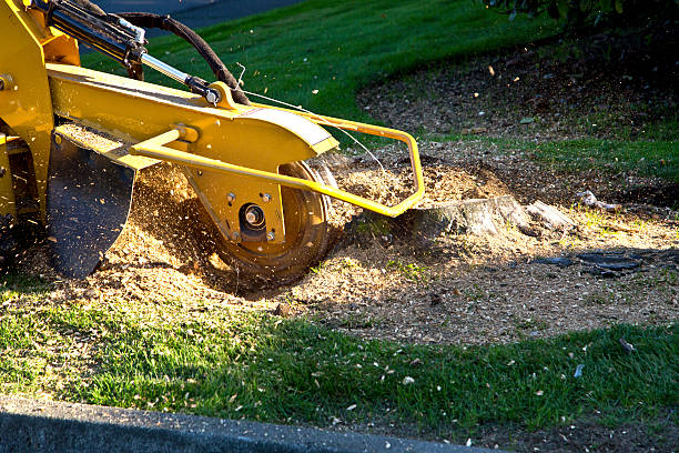 Best Firewood Processing and Delivery  in Colby, WI